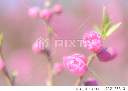  Peach blossoms 112177840