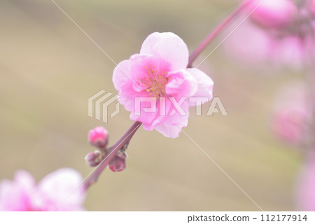 Peach blossoms Peach blossoms 112177914