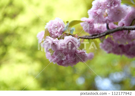Osaka Mint, cherry blossom passage, cherry blossom enlargement Osaka Mint, cherry blossom passage, cherry blossom enlargement 112177942
