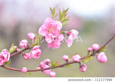  桃花 112177996