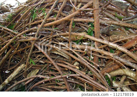 有趣的灌木辮子 112178019