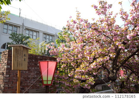Osaka Mint, Cherry Blossom Passage, Kinugasa Osaka Mint, Cherry Blossom Passage, Kinugasa 112178165