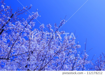 Cherry Blossoms Cherry Blossoms 112178212