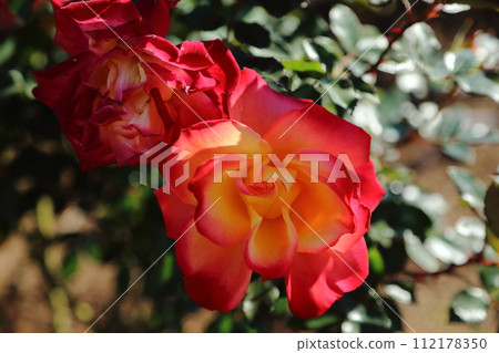 Arao City Ominous Citizen Flower Bed Rose Flower, Arao City Ominous Citizen Flower Bed Rose Flower, 112178350