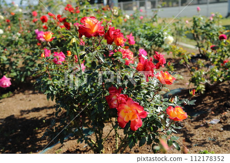 Arao City Ominous Citizen Flower Bed Rose Flower, Arao City Ominous Citizen Flower Bed Rose Flower, 112178352