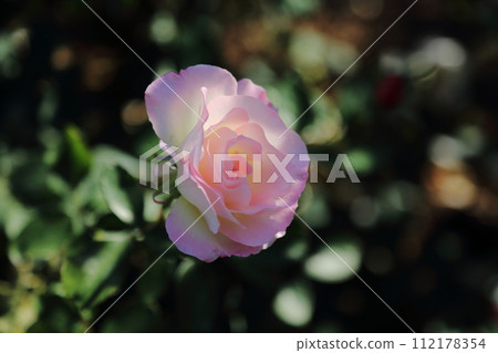 荒尾市少女公民花壇玫瑰花， 112178354