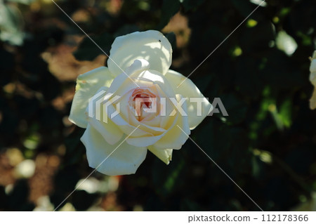 Arao City Ominous Citizen Flower Bed Rose Flower, Arao City Ominous Citizen Flower Bed Rose Flower, 112178366