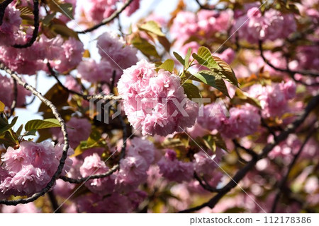 Osaka Mint, Cherry Blossom Path, Kinugasa Petals Osaka Mint, Cherry Blossom Path, Kinugasa Petals 112178386