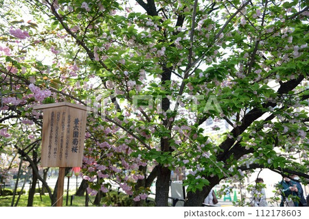 Osaka Mint, Cherry Blossom Path Kenrokuen Chrysanthemum Cherry Blossoms Osaka Mint, Cherry Blossom Path Kenrokuen Chrysanthemum Cherry Blossoms 112178603