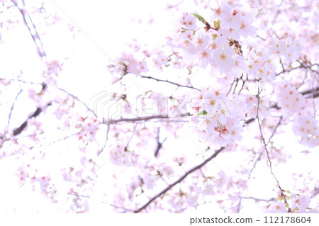 Cherry Blossoms Cherry Blossoms 112178604