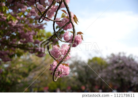 Osaka Mint Cherry Blossom Passage Cherry Blossoms Osaka Mint Cherry Blossom Passage Cherry Blossoms 112178611