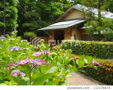 土佐田丘歷史公園的粉紅繡球花和松雲亭風景 112178670
