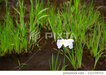 與鹽蜻蜓一起度過夏天 112178713