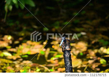 Summer with the Shiokara dragonfly Summer with the Shiokara dragonfly 112178715