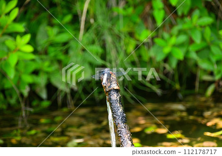 Summer with the Shiokara dragonfly Summer with the Shiokara dragonfly 112178717