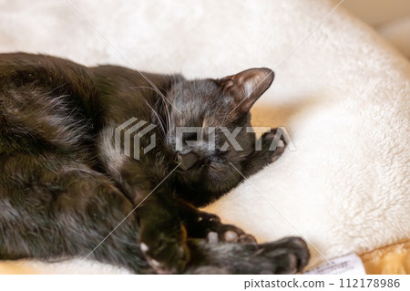 A black cat with a unique way of sleeping 112178986