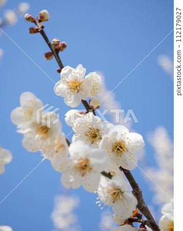 white plum blossom white plum blossom 112179027