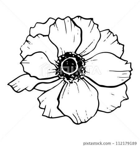Anemone flower vector floral illustration in black and white for coloring. Field poppy for line logo design, label and prints 112179189