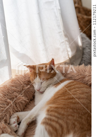 睡貓棕虎白 112179211