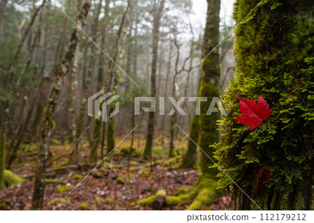 在青苔的秋葉 112179212