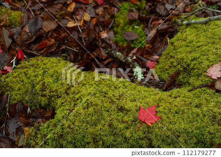 在青苔的秋葉 112179277