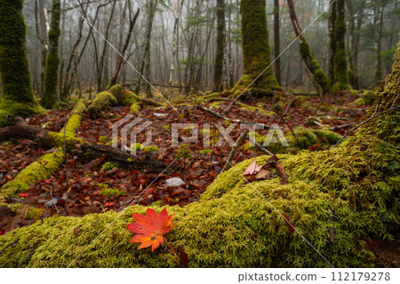 Autumn leaves on moss 112179278