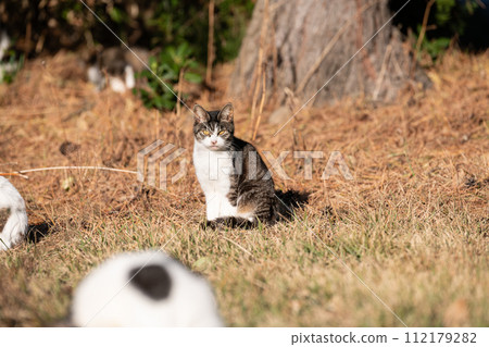 盯著野雞的貓 盯著野雞的貓 112179282