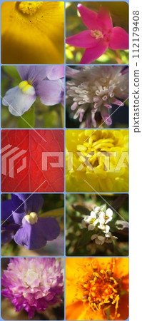 collage/flowers 112179408