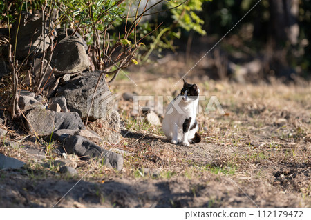 Sitting cat black and white cat 112179472