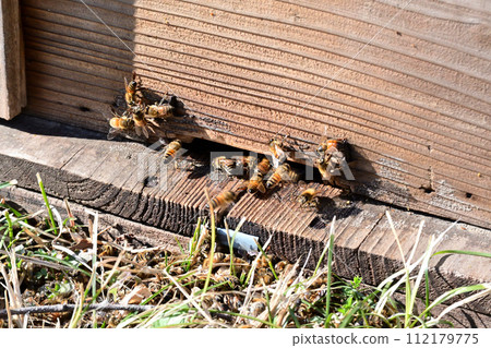Honey bee day is approaching, and it looks like bees have started their activities. Honey bee day is approaching, and it looks like bees have started their activities. 112179775