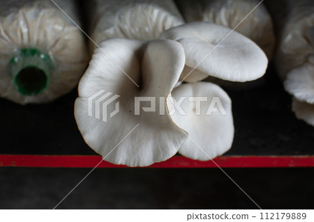 Oyster mushroom in mushroom cultivation cultivation farm 112179889