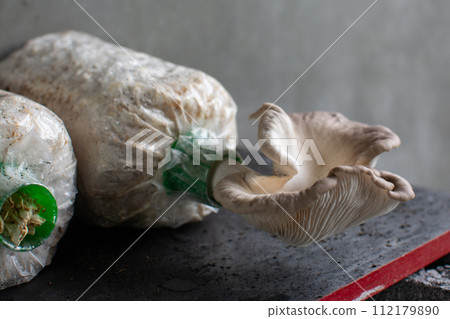 Oyster mushroom in mushroom cultivation cultivation farm 112179890