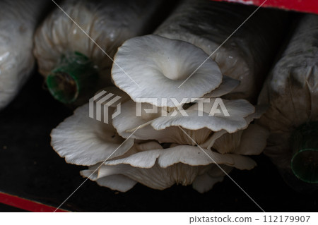 Oyster mushroom in mushroom cultivation cultivation farm Oyster mushroom in mushroom cultivation cultivation farm 112179907