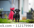 Labrador Retriever guarding the house is barking 112179964