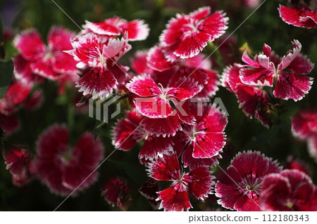 石竹 紅色石竹花 石竹 紅色石竹花 112180343