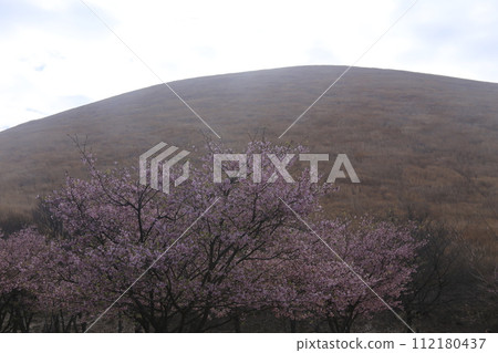 燒山前的大室山和櫻花 燒山前的大室山和櫻花 112180437