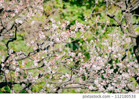 Beautiful plum blossoms blooming in a Japanese garden Beautiful plum blossoms blooming in a Japanese garden 112180538