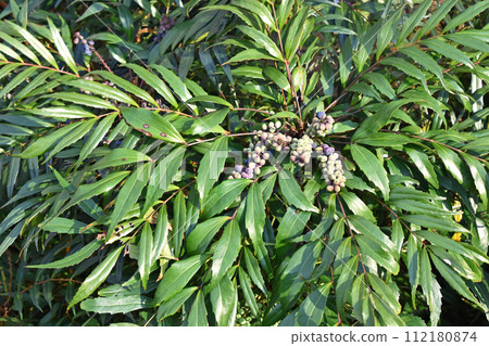 Hosoba holly nanten (Hosoba holly nanten) 112180874