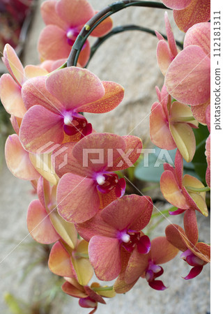 Happiness flies (Phalaenopsis orchid) 112181311
