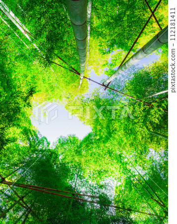 Bamboo, bamboo forest, Japanese style image Bamboo, bamboo forest, Japanese style image 112181411