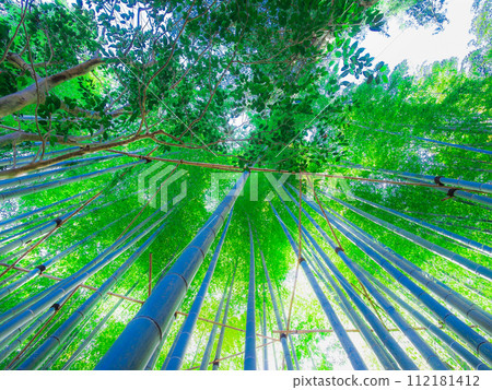Bamboo, bamboo forest, Japanese style image 112181412