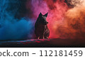 Pig silhouette on color powder background 112181459