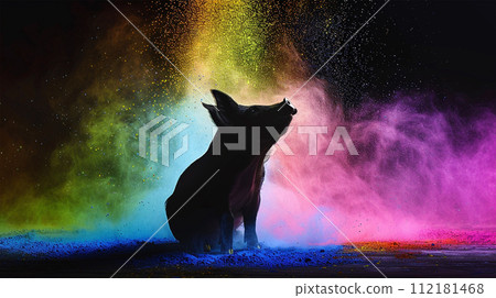 Pig silhouette on color powder background 112181468