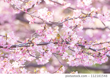 Cherry blossoms in full bloom and mezzo 112181548