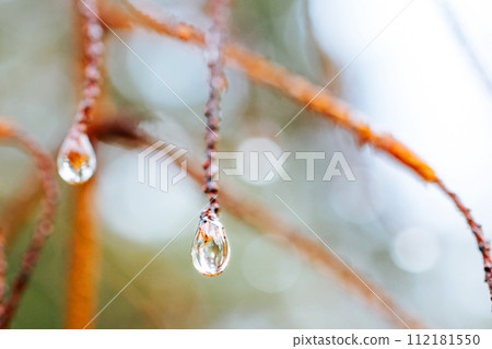 Raindrops hanging from a coniferous tree branch. Macro photography of raindrops. Nature photo 112181550