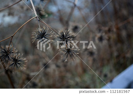 Spiky sticky insect Spiky sticky insect 112181567