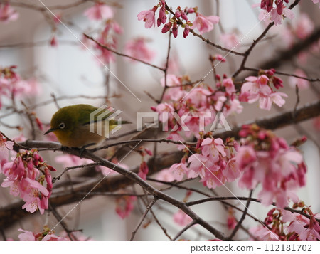 繡眼鳥從岡龜櫻花中吸取花蜜 112181702