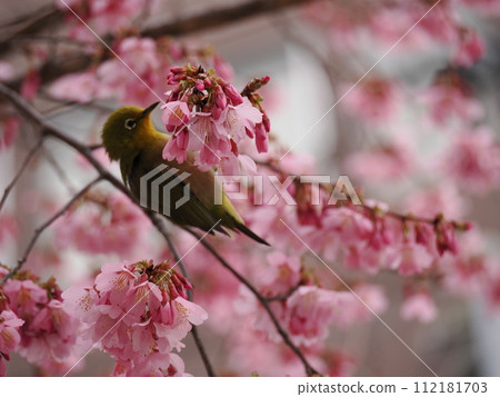 繡眼鳥從岡龜櫻花中吸取花蜜 112181703