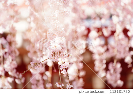 Beautiful cherry blossoms seen from Sensoji Temple Beautiful cherry blossoms seen from Sensoji Temple 112181720