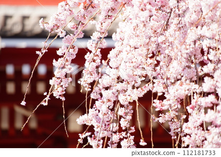 Beautiful cherry blossoms seen from Sensoji Temple Beautiful cherry blossoms seen from Sensoji Temple 112181733